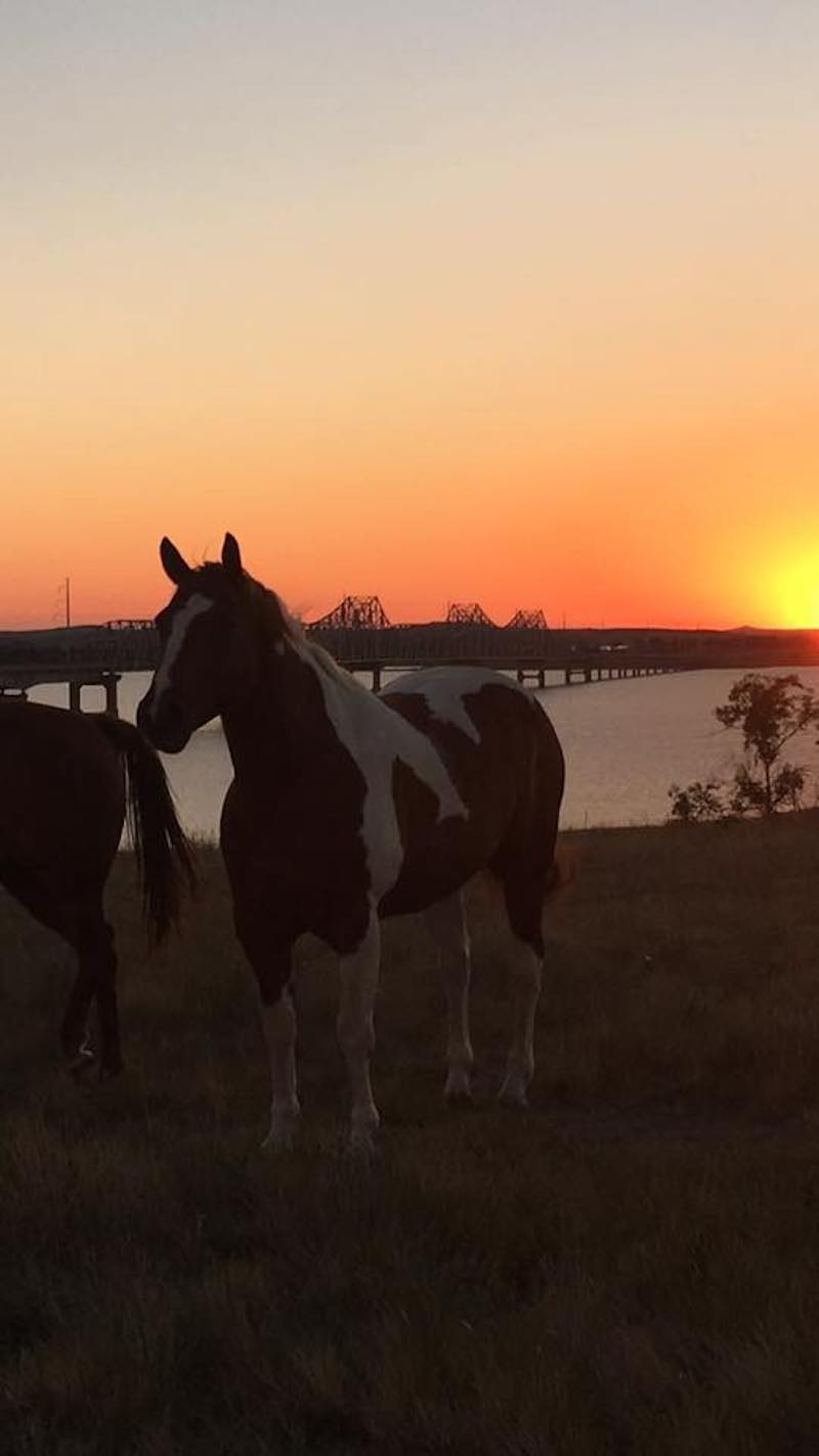 Horse Sunset